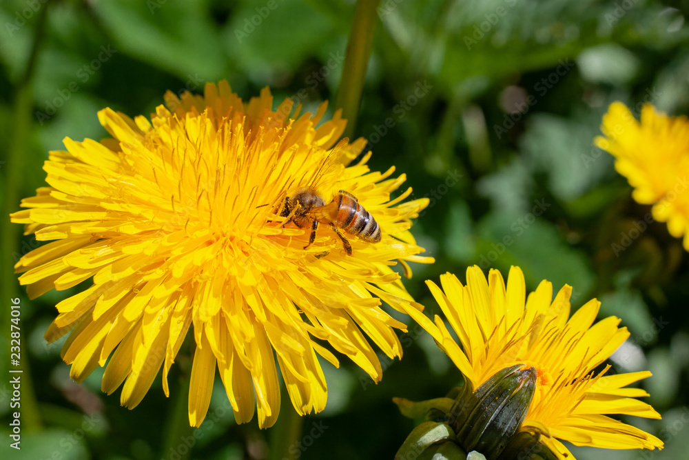 Löwenzahn Pflanze oder Dandelion mit einer Biene beim Nektar sammeln Löwenzahn Pflanze oder Dandelion mit einer Biene beim Nektar sammeln