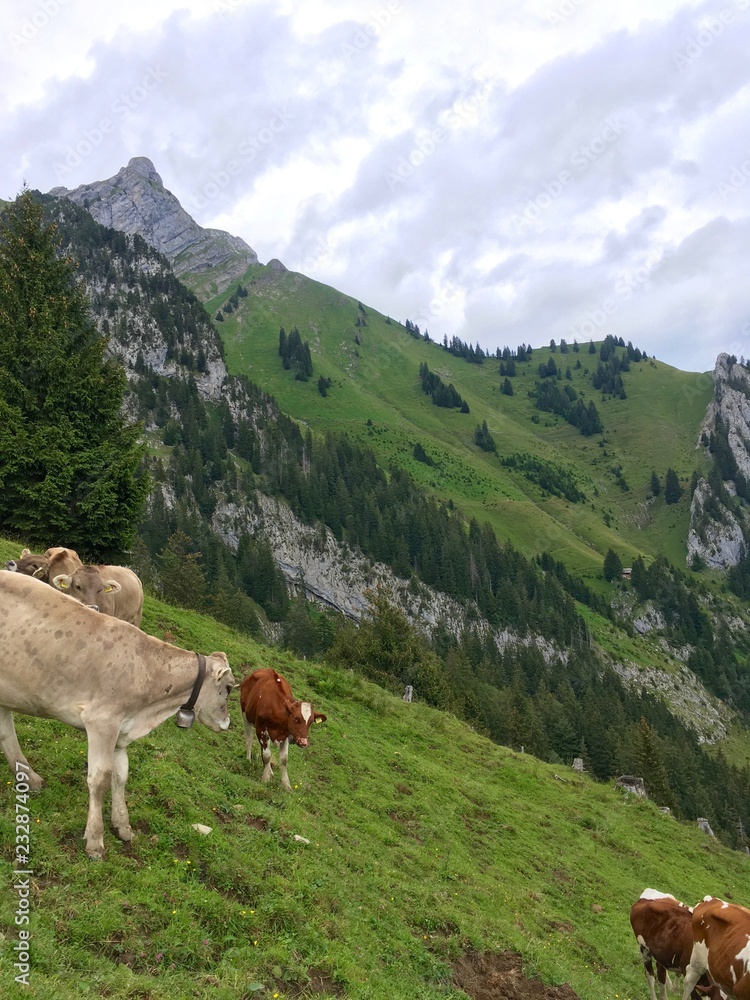 Swiss Mountain Cows