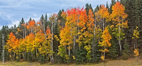 Colorful Colorado Fall