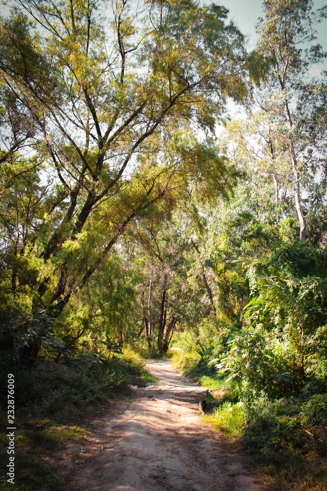 Arboles del parque cerca del rio Arboles del parque cerca del rio