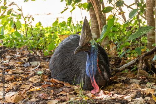 Southern Cassowary closeup - endangered Australian bird