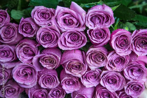 Fresh lilac roses in a bouquet with water drops.