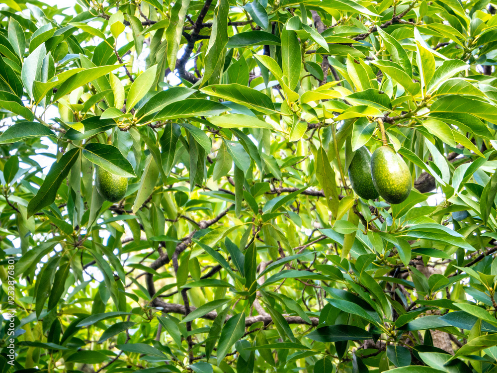 avocado tree with avocados