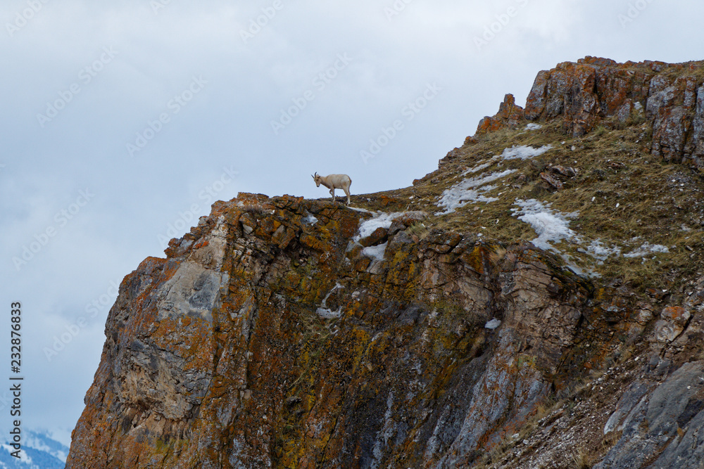 Fototapeta premium Bighorn on the Cliffs