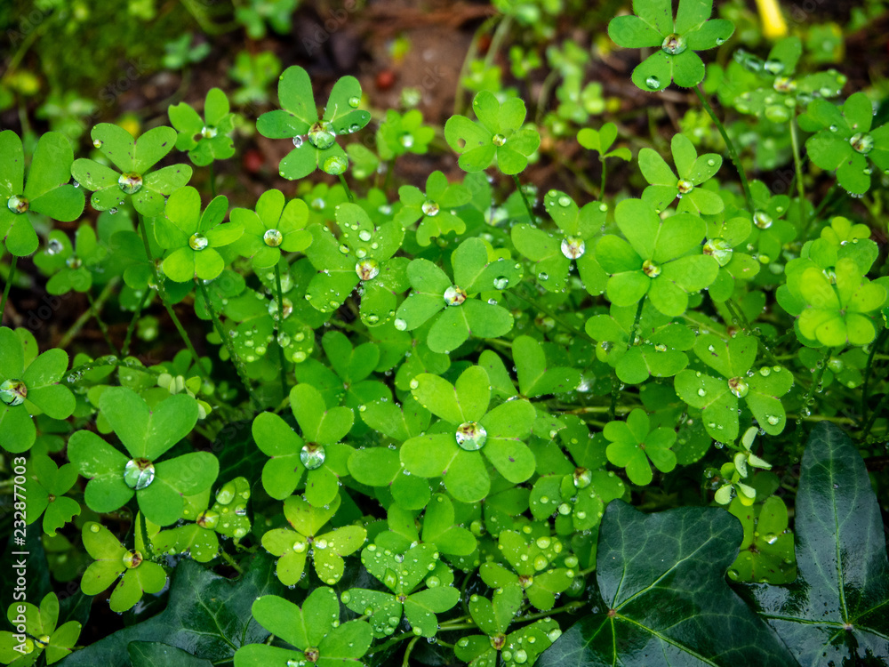 Fototapeta premium morning dew on green leaves 
