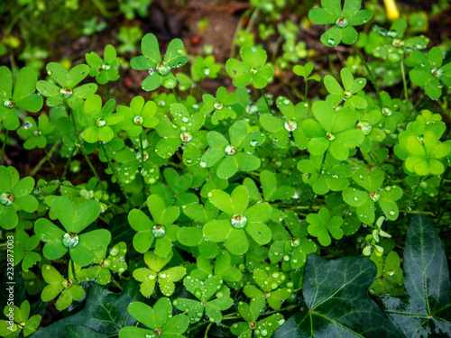 morning dew on green leaves 