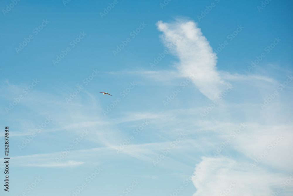 Blue sky with clouds and seagull bird - obrazy, fototapety, plakaty 