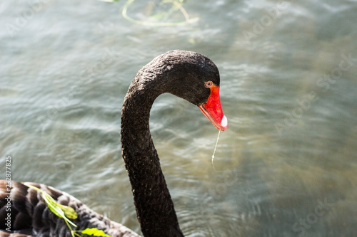 swan black nature