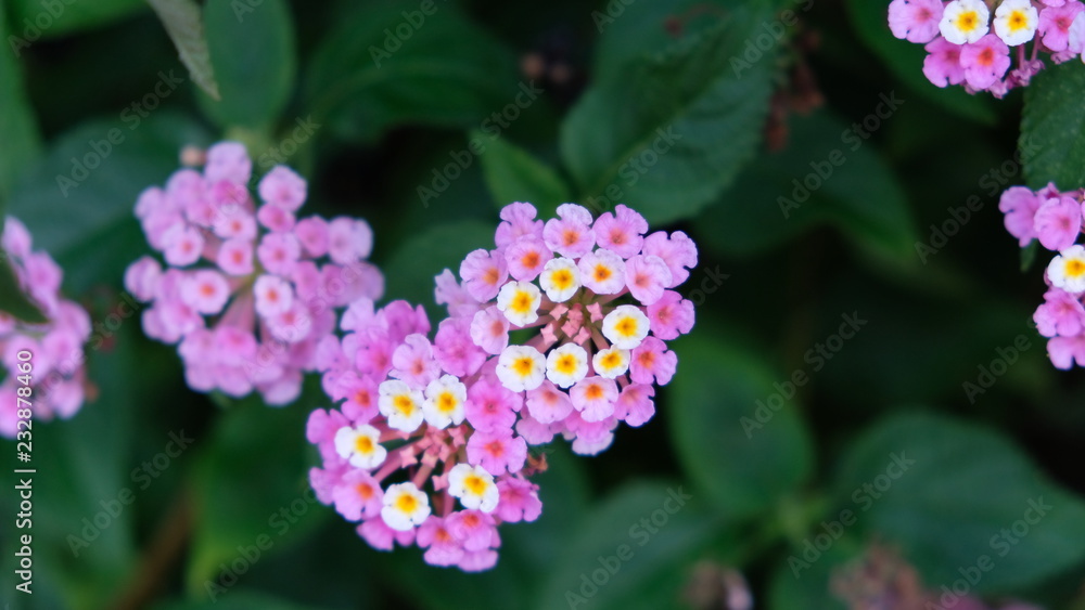 Scopello, Province of Trapani. The scientific name of this flower is Lantana Camara. It´s also known as big-sage, wild-sage, red-sage, white-sage. Is one of the characteristic flowers of Sicily.