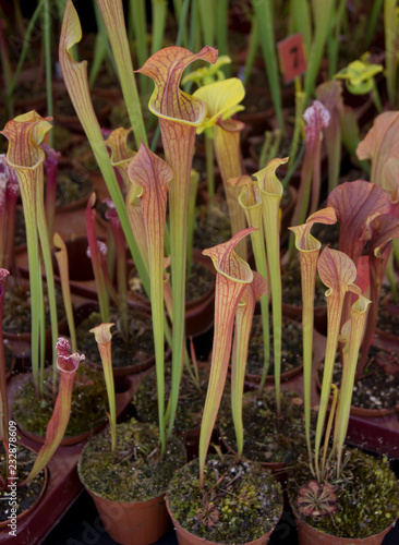 Photography Pianta carnivora Sarracenia