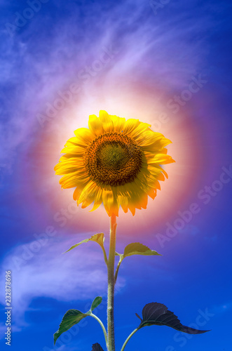 Fototapeta Naklejka Na Ścianę i Meble -  sunflower summer flower close-up.
