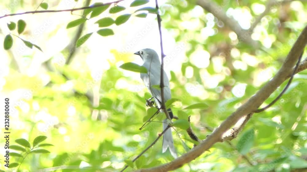Ashy Drongo bird (Dicrurus leucophaeus) on branch in tropical rain forest. Ashy Drongo bird (Dicrurus leucophaeus) on branch in tropical rain forest.