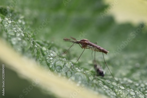 Wallpaper Mural dragonfly on leaf Torontodigital.ca