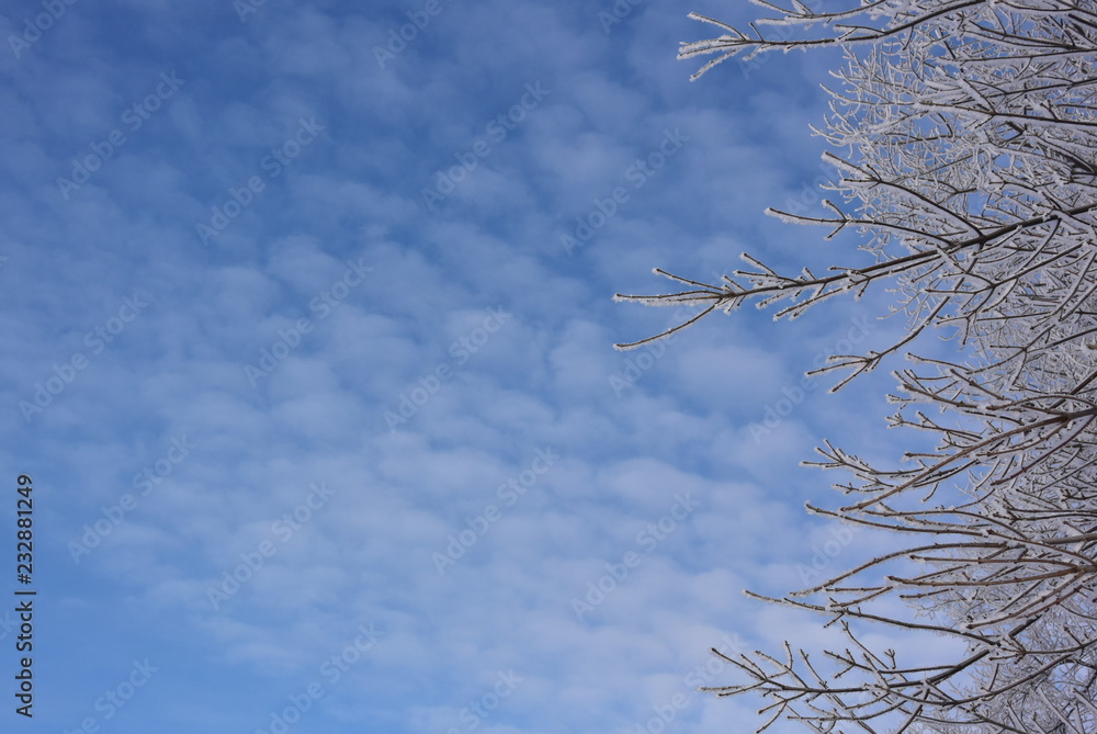 Obraz premium winter frost. winter-tide, winter-time. a deposit of small white ice crystals formed on the ground or other surfaces when the temperature falls below freezing.