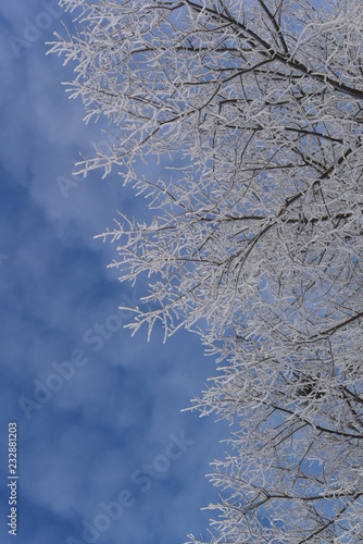 Wallpaper Mural winter frost. winter-tide, winter-time. a deposit of small white ice crystals formed on the ground or other surfaces when the temperature falls below freezing. Torontodigital.ca