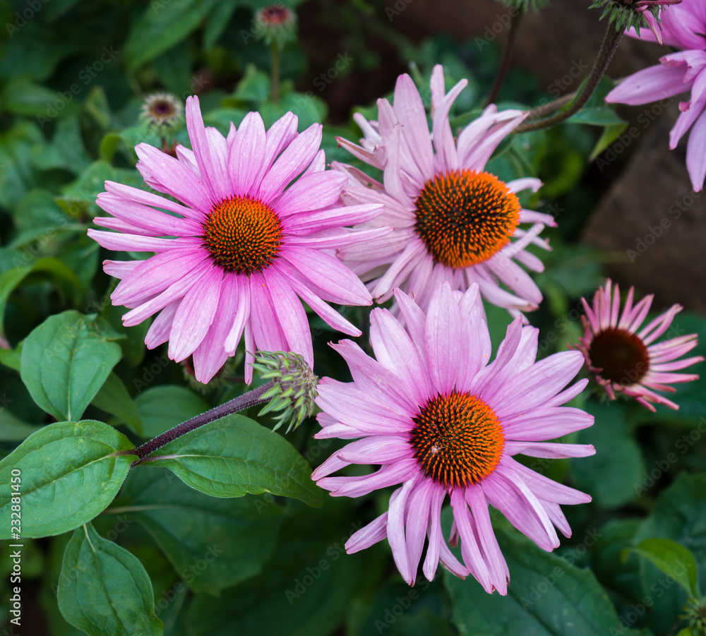 Pink Echinacea flowers in the garden. Herbal plant. Echinacea purpurea. Pink Echinacea flowers in the garden. Herbal plant. Echinacea purpurea.