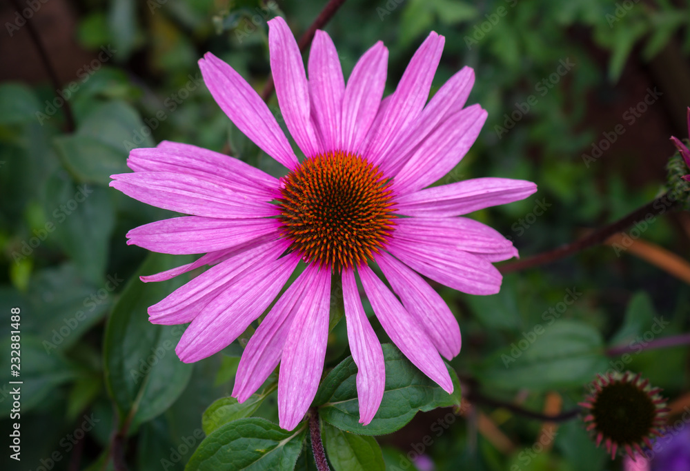 Pink Echinacea flowers in the garden. Herbal plant. Echinacea purpurea. Pink Echinacea flowers in the garden. Herbal plant. Echinacea purpurea.