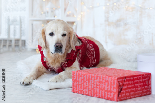 Fototapeta Naklejka Na Ścianę i Meble -  Adorable Golden Retriever Dog Wearing in Red Coat on White Scandinavian Textile Decorative Coat near Christmas Present Boxes in House or Hotel. Pets care friendly concept.