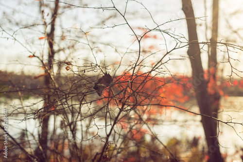 A single dried leaf trapped in tiny branches beside a lake against a blurred background of red glowing leaves 