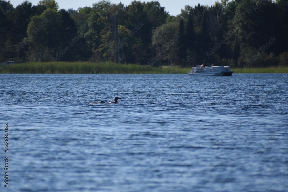 Loons swimming on the lake 