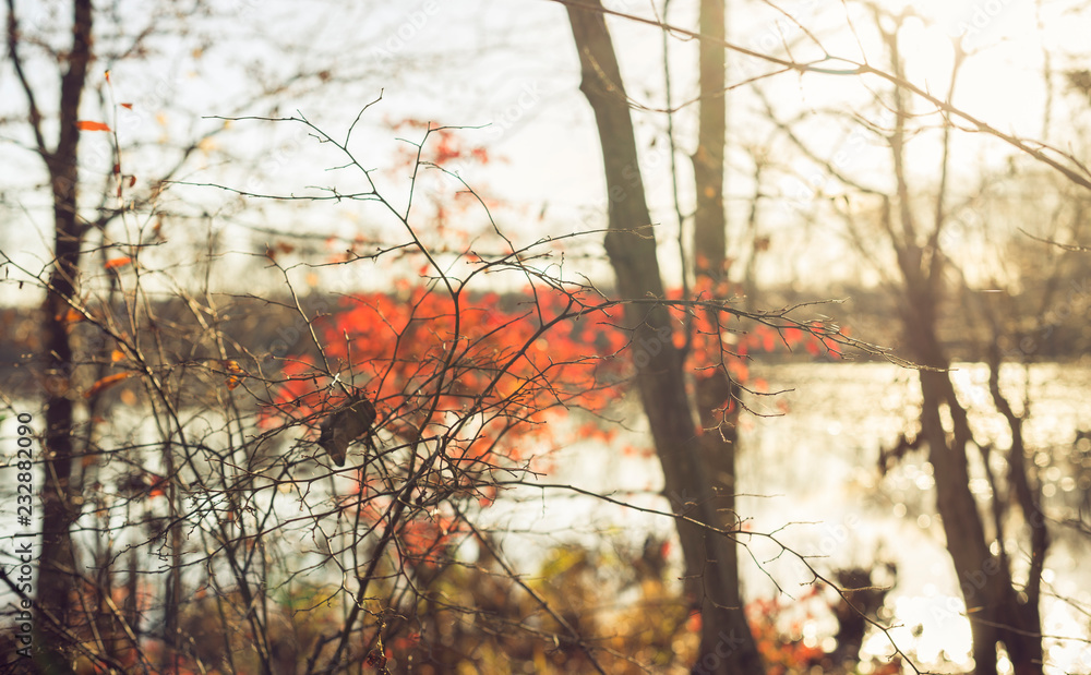A single dried leaf trapped in tiny branches beside a lake against a blurred background of red glowing leaves A single dried leaf trapped in tiny branches beside a lake against a blurred background of red glowing leaves