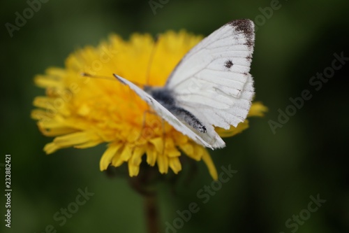 yellow dandelion