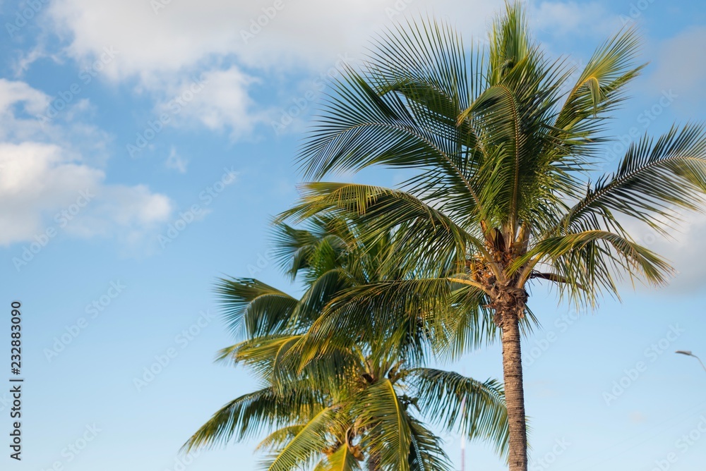 Row of beautiful coconuts palm trees with blue sky