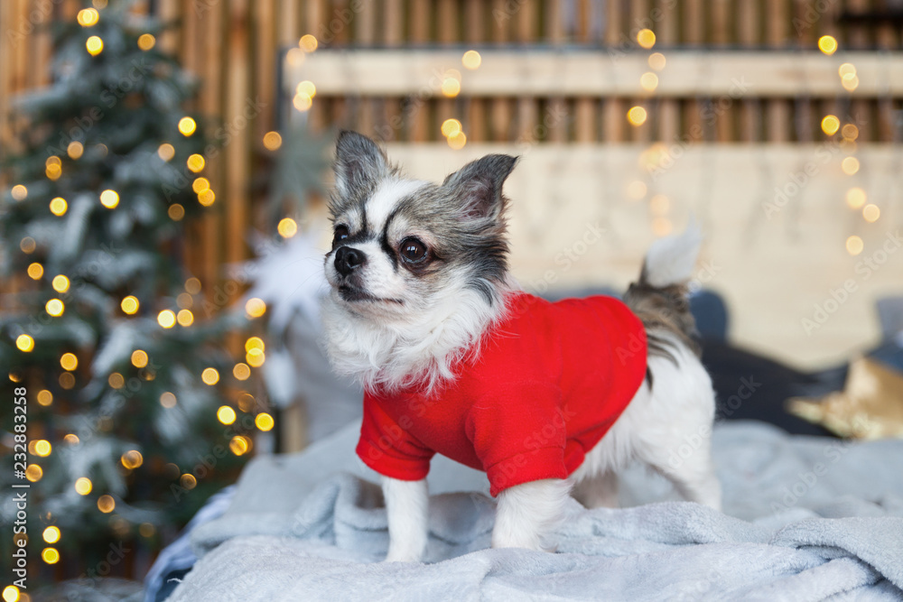Chihuahua santa outfit shop