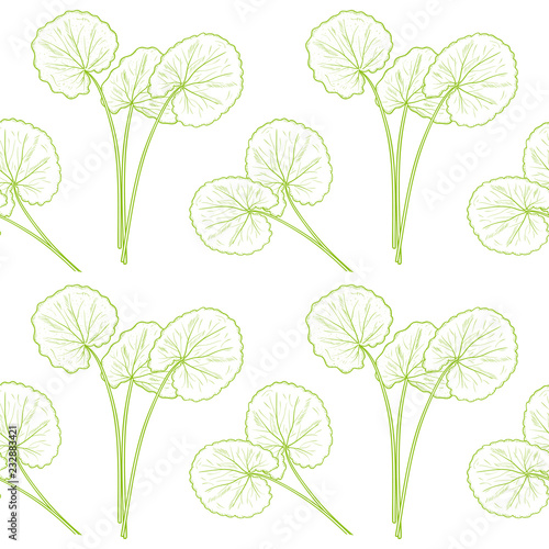 Gotu kola. Leaves. Background, wallpaper, seamless. Sketch. Monochrome. Green outline. photo