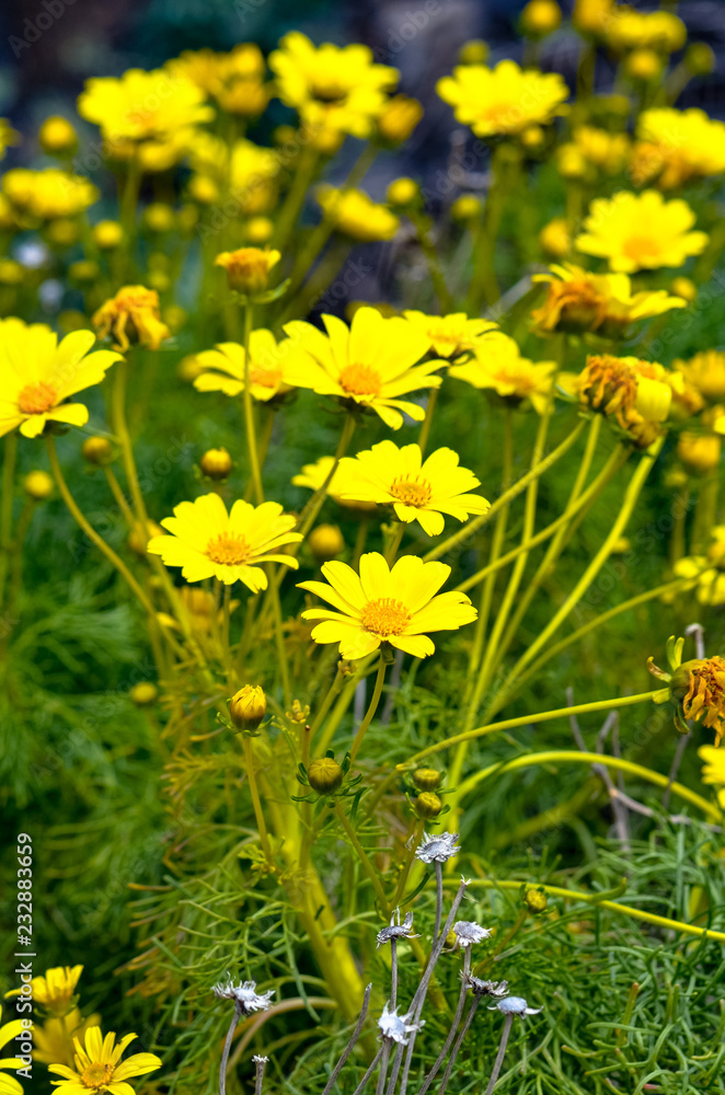 Wild Giant Coreposis flowers in bloom in the springtime near Mugu Rock in Malibu, California Wild Giant Coreposis flowers in bloom in the springtime near Mugu Rock in Malibu, California