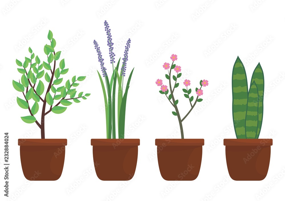 plant in pot isolated on white plant in pot isolated on white