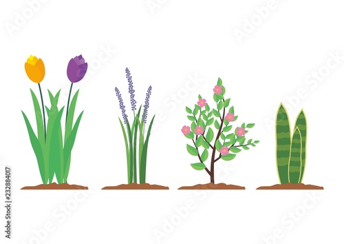 Plant vector isolated 