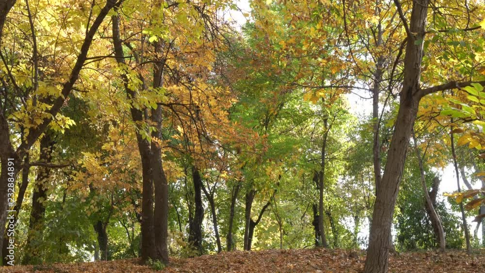 Falling leaves on the Forest in Autumn Season Falling leaves on the Forest in Autumn Season