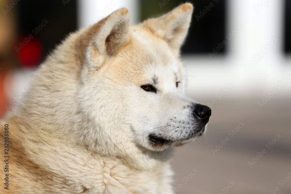 Portrait of beautiful three years old akita inu dog outdoors