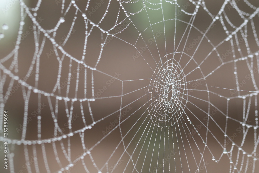 web web