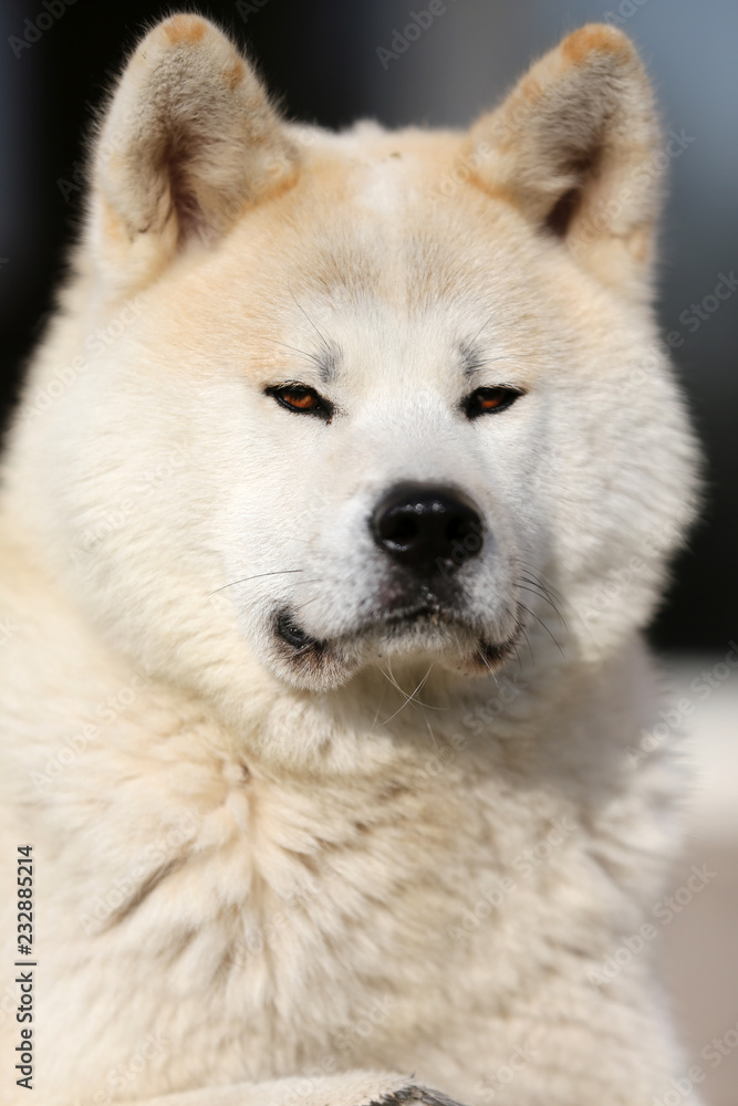 Portrait of beautiful three years old akita inu dog outdoors