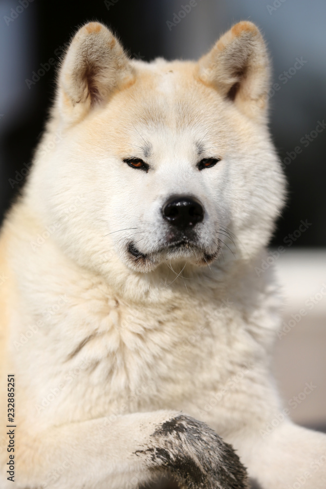 Portrait of beautiful three years old akita inu dog outdoors Portrait of beautiful three years old akita inu dog outdoors
