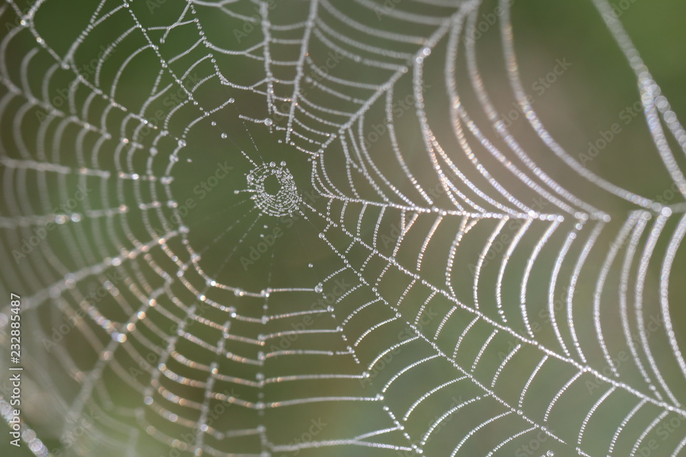 Naklejka premium spider web with water drops