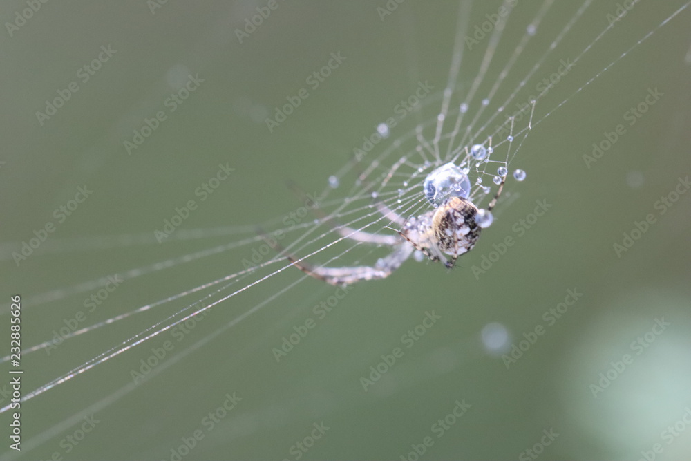 spider on a web spider on a web