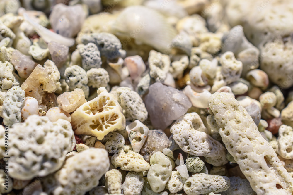 Macro pattern from pieces of sinks and corals on the beach