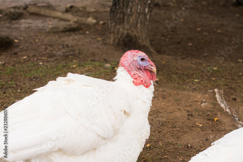 turkey nature agriculture