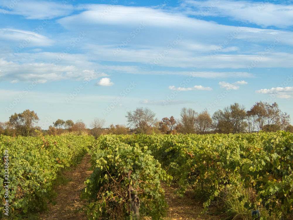 Vineyard landscape with a cloudy sky