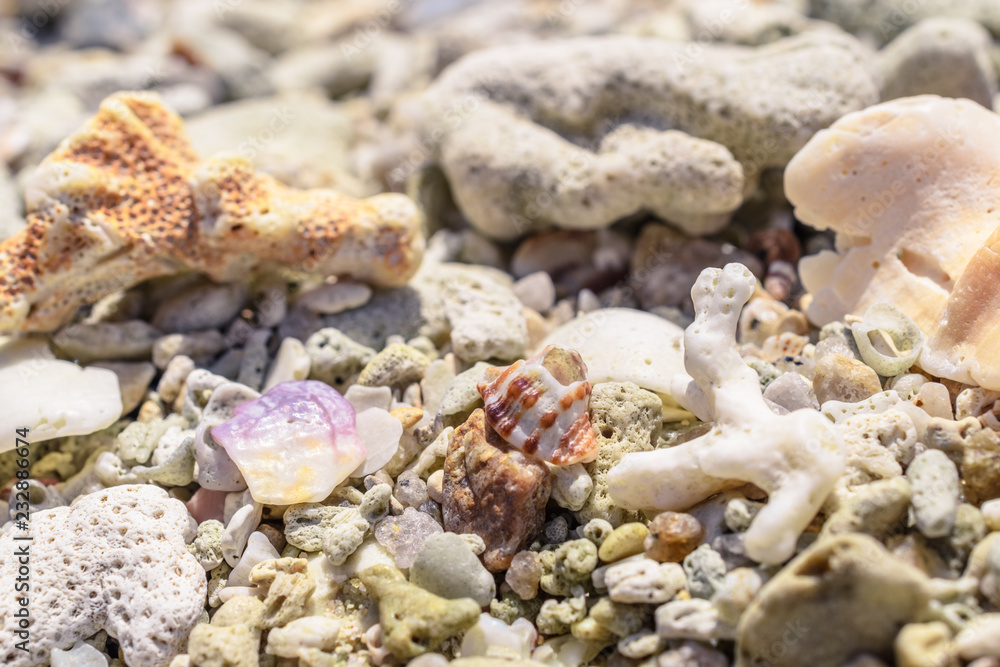 Macro pattern from pieces of sinks and corals on the beach