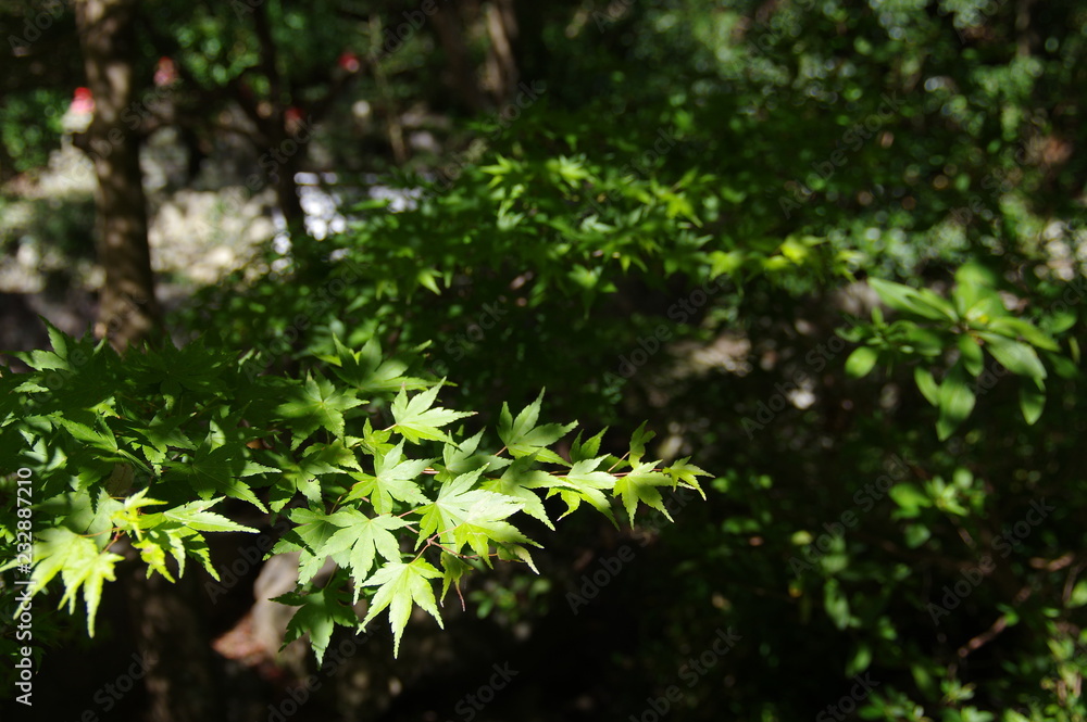 Fototapeta premium 緑色のモミジ