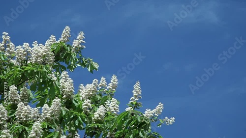 chestnut flowers on tree branches against a blue sky on a sunny day photo