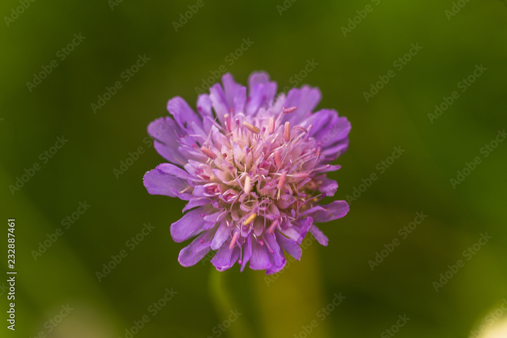 Scabiosa triandra, Scabiosa, scabious, pincushion flowers, purple flower close-up on a field on a green background of grass. Scabiosa triandra, Scabiosa, scabious, pincushion flowers, purple flower close-up on a field on a green background of grass.