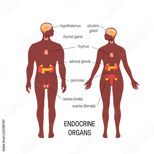 Male endocrine organs. Simple vector infographic in flat style