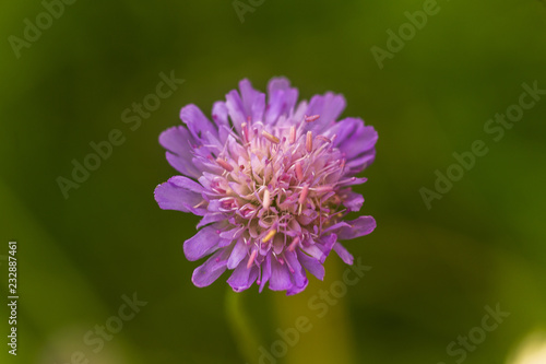 Scabiosa triandra  Scabiosa  scabious  pincushion flowers  purple flower close-up on a field on a green background of grass.