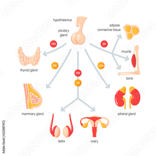 Function of endocrine system. Simple vector infographic in flat style photo
