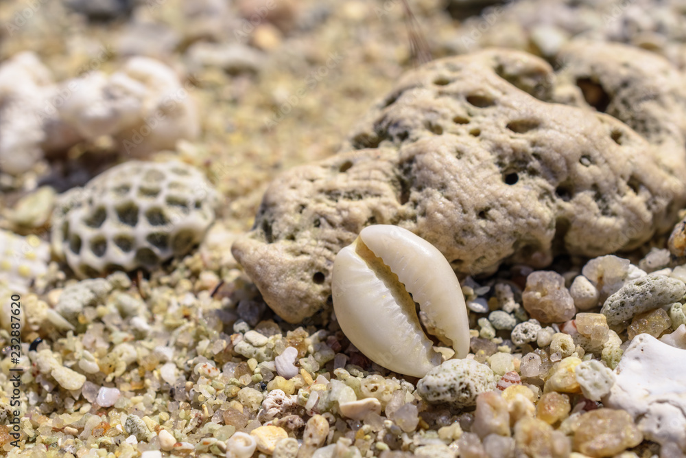 Macro pattern from pieces of sinks and corals on the beach Macro pattern from pieces of sinks and corals on the beach